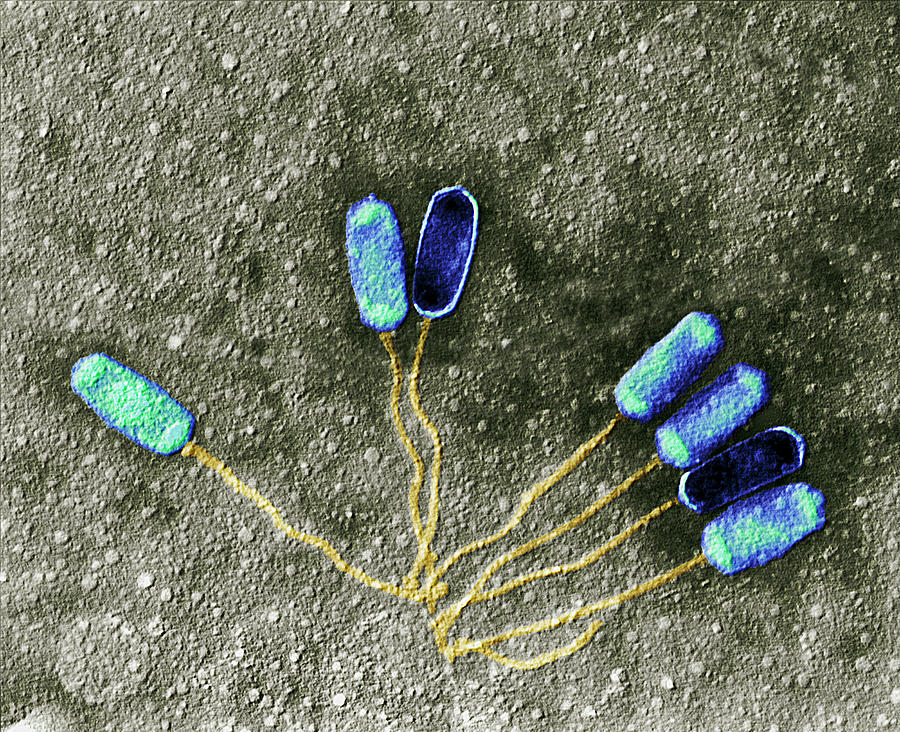 Bacteriophage Virions, Tem Photograph by Meckes/ottawa