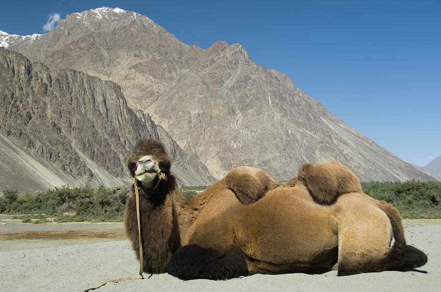 Bactrian Camel Sitting In A Desert Photograph by Exotica.im