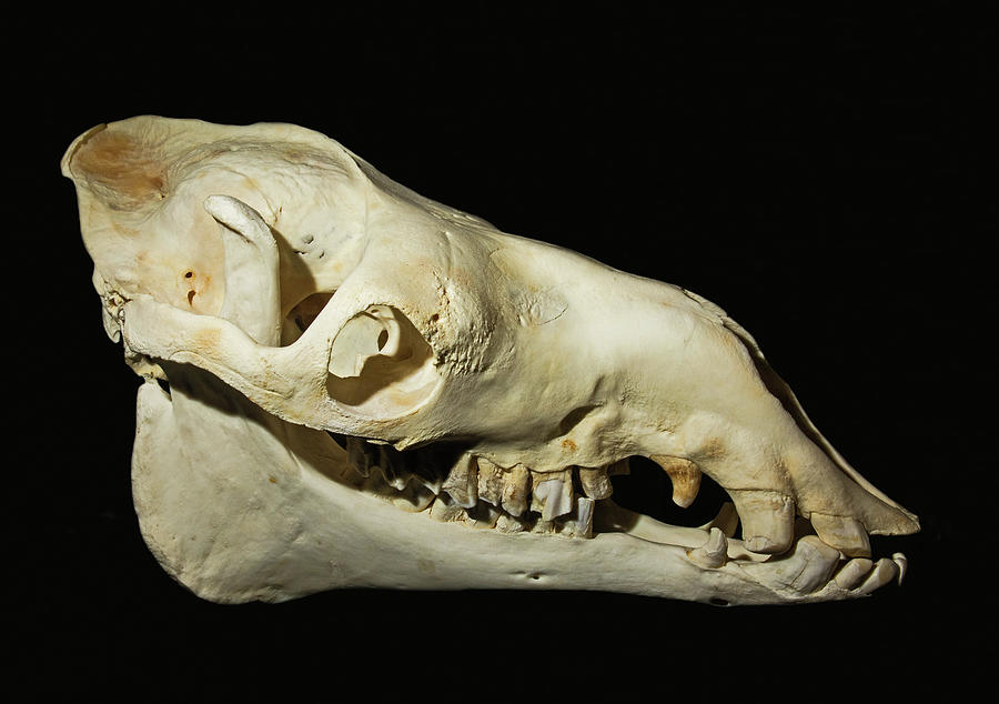 Bactrian Camel Skull Photograph by Millard H. Sharp