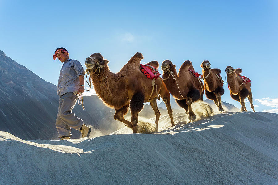 Bactrian Camel Train, Nubra Valley Photograph by Peter Adams