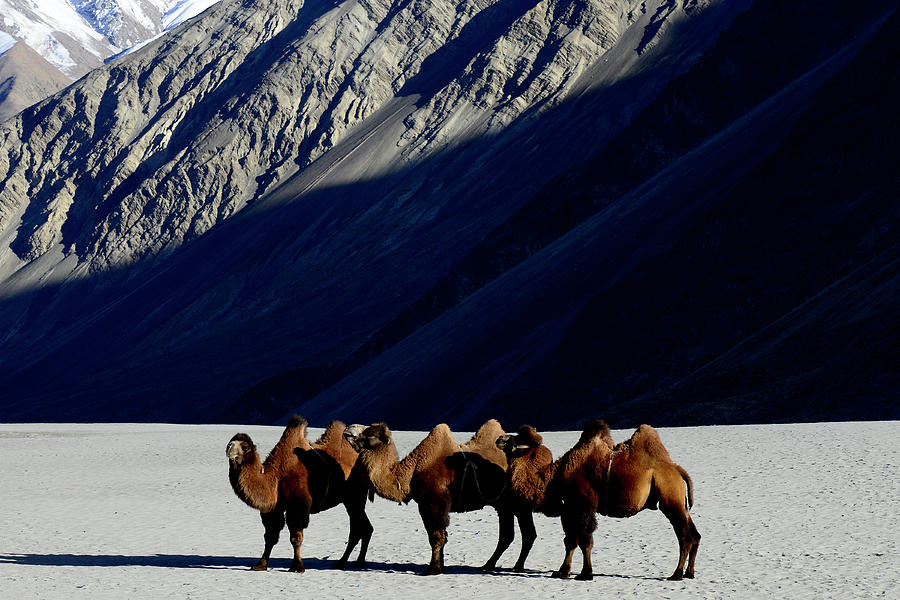 Bactrian Camels On Sand, Nubra Valley, Ladakh, India Photograph by ...