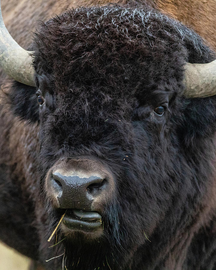 Bad Boy Bison Photograph by Stephen Stookey