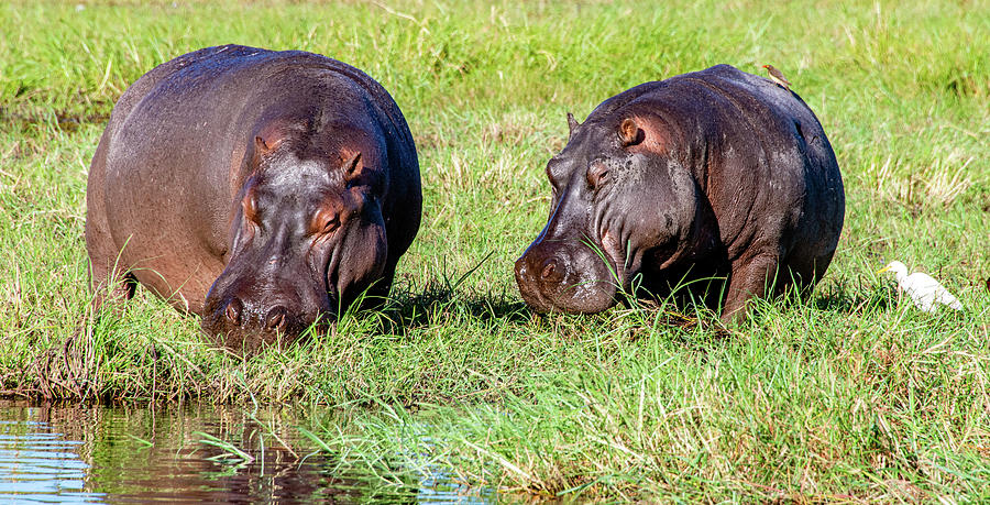 Bad Boys of Botswana Photograph by Marcy Wielfaert