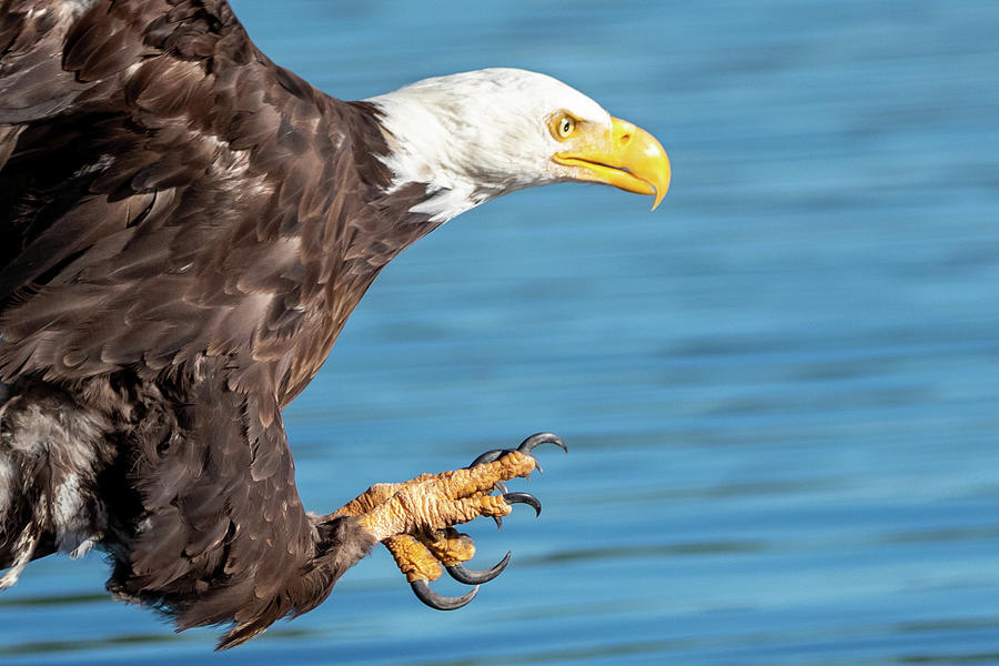 Bad Day to be a Fish Photograph by Randy Robbins - Fine Art America