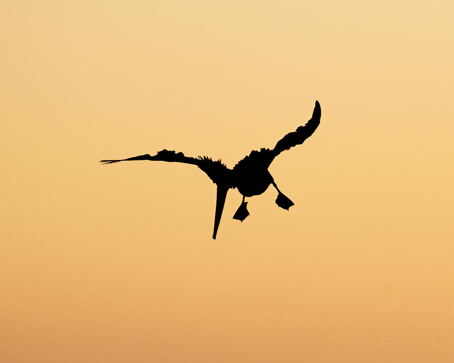 Bad Feather Day -- Brown Pelican Silhouette in Morro Bay, California Photograph by Darin Volpe