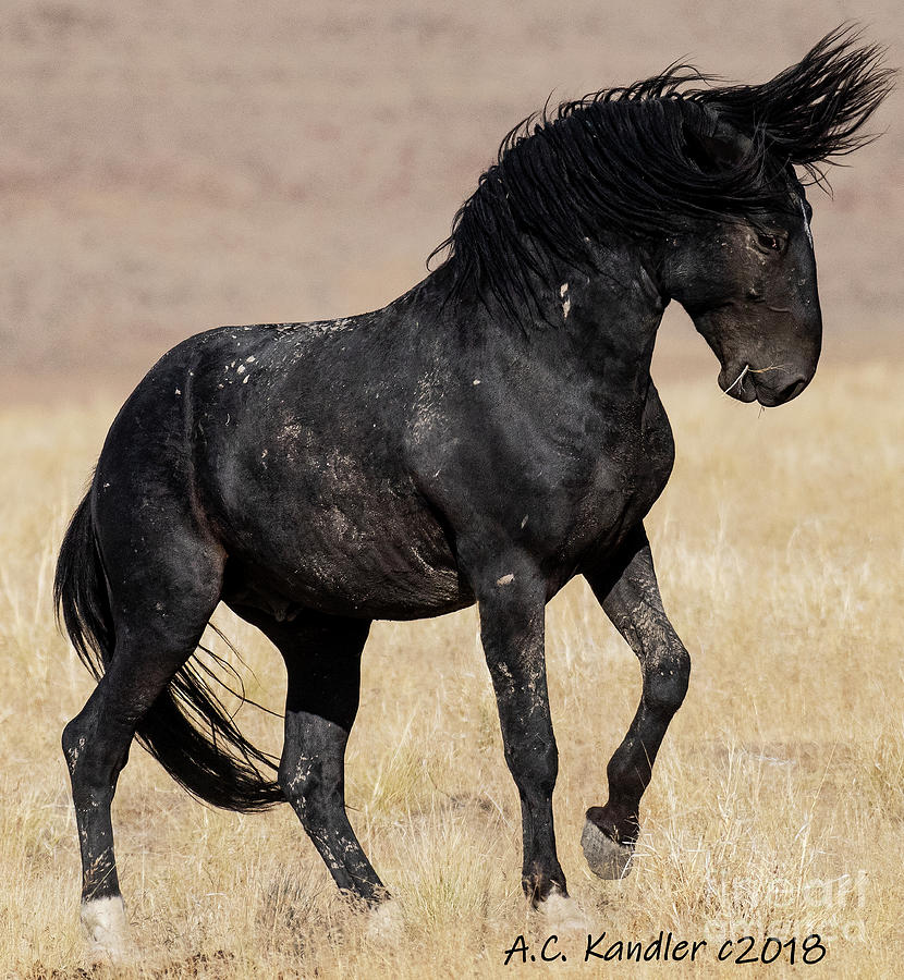 Bad Hair Day Photograph by A C Kandler