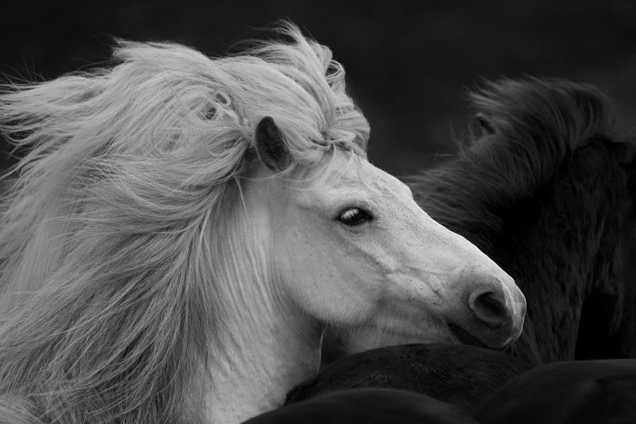 Bad Hair Day Photograph by John Fan - Fine Art America