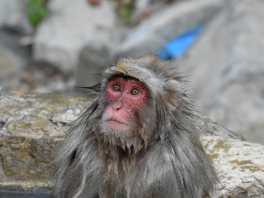 Bad Hair Day Photograph by Lisa Crawford - Fine Art America