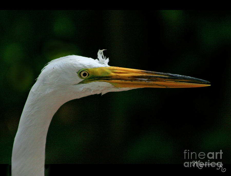 Bad Hair Day? Photograph by Mariarosa Rockefeller