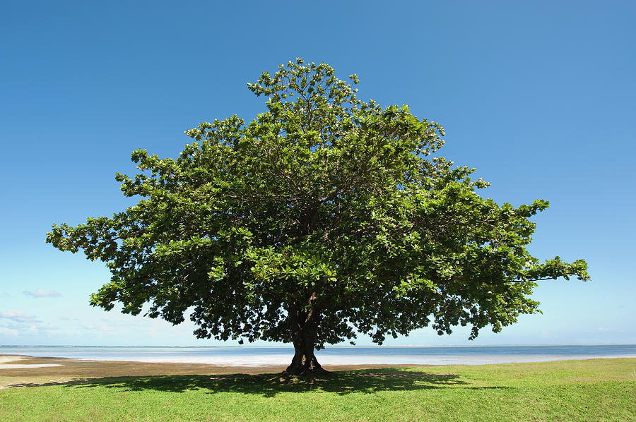Badanier Tree, La Prairie Beach Photograph by Jean-pierre Pieuchot