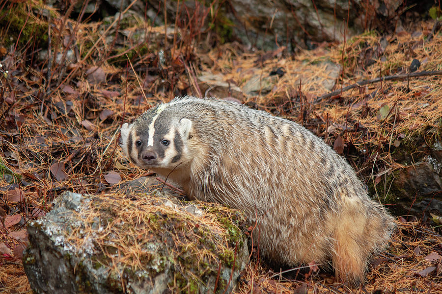 Badger 3209 by TL Wilson Photography Photograph by Teresa Wilson