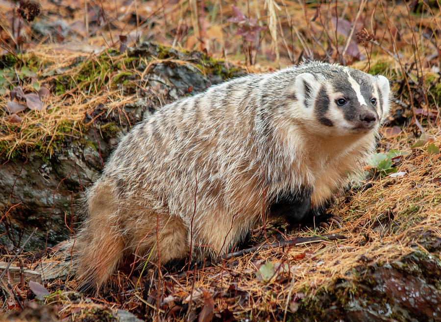 Badger 3453 by TL Wilson Photography  Photograph by Teresa Wilson