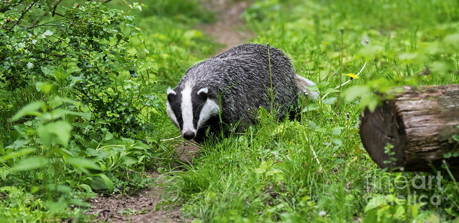 Badger Photograph by Arterra Picture Library