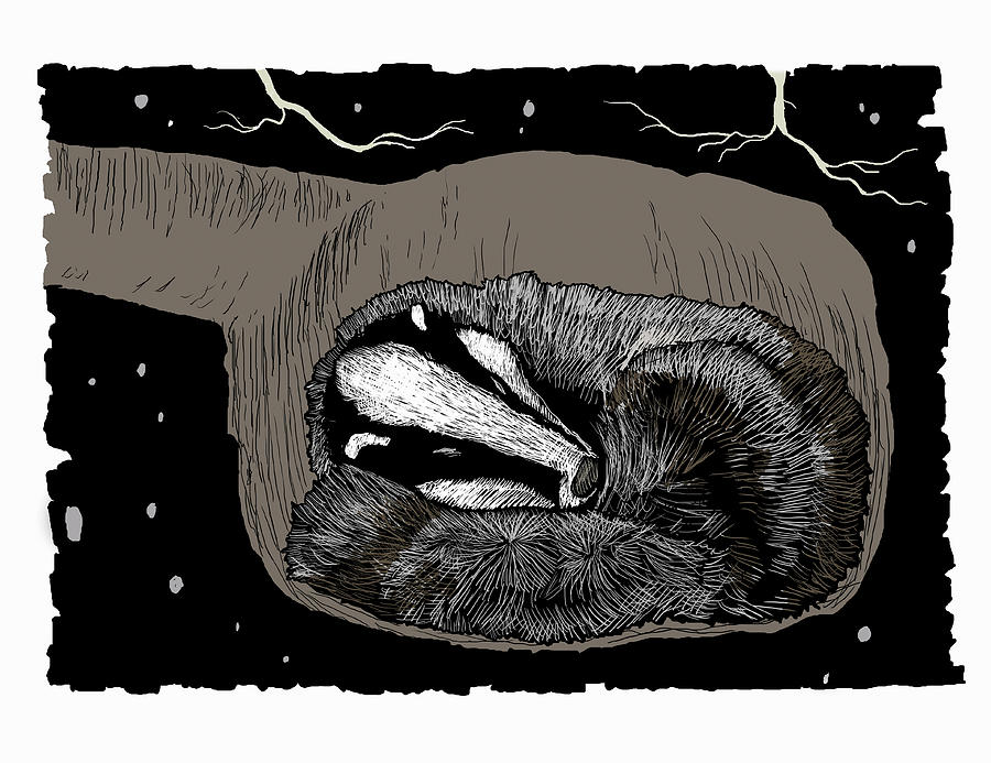 Badger Asleep In Underground Den Photograph by Ikon Images