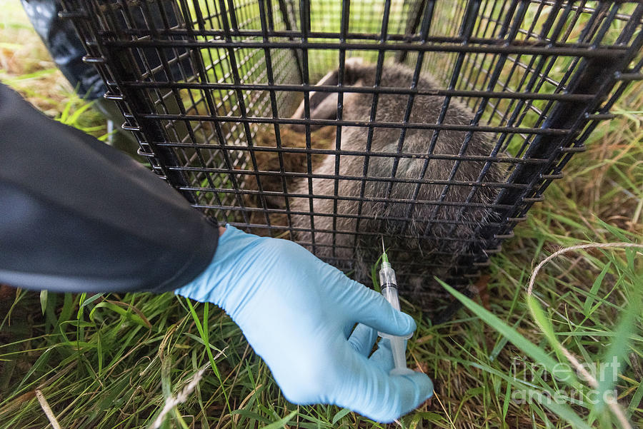 Badger Being Vaccinated Against Tb Photograph by Science Photo Library Badger Being Vaccinated Against Tb Photograph by Science Photo Library