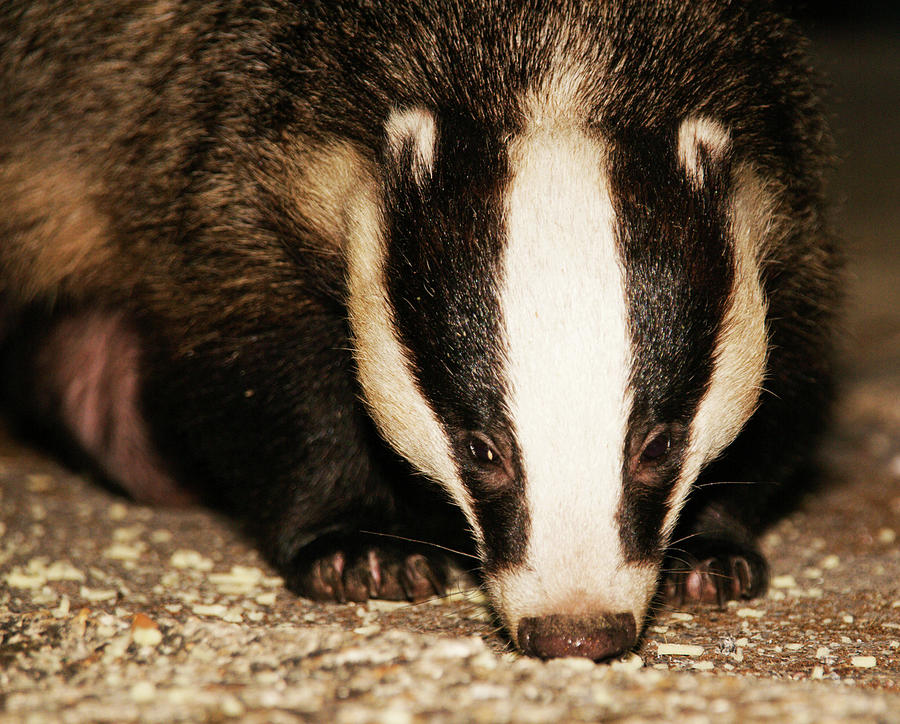 Badger Photograph by By Andrea Abbott Of Andreas Photography