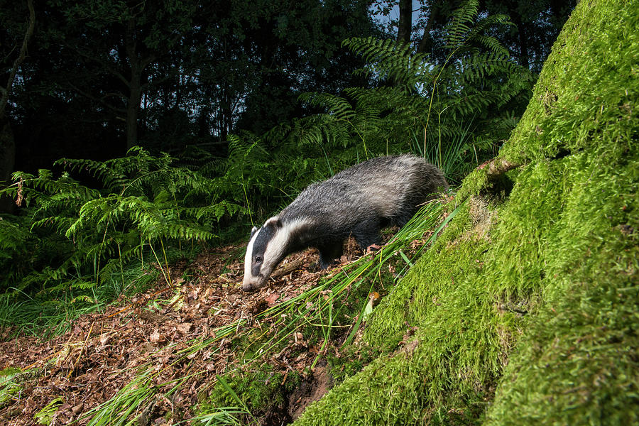 Badger In Oak Woods Photograph by James Warwick