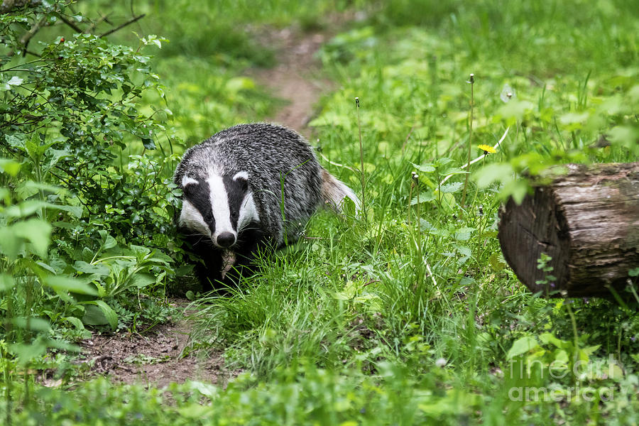 Badger on Wildlife Trail Photograph by Arterra Picture Library