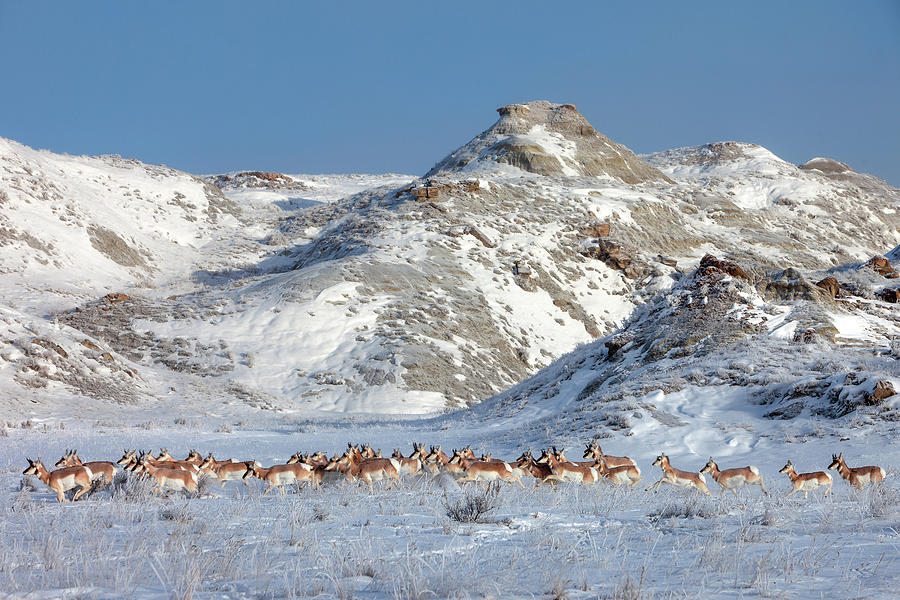 Winter Photograph - Badlands Antelope by Todd Klassy