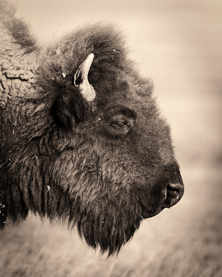 Badlands National Park Portrait Of A Photograph by Elementalimaging