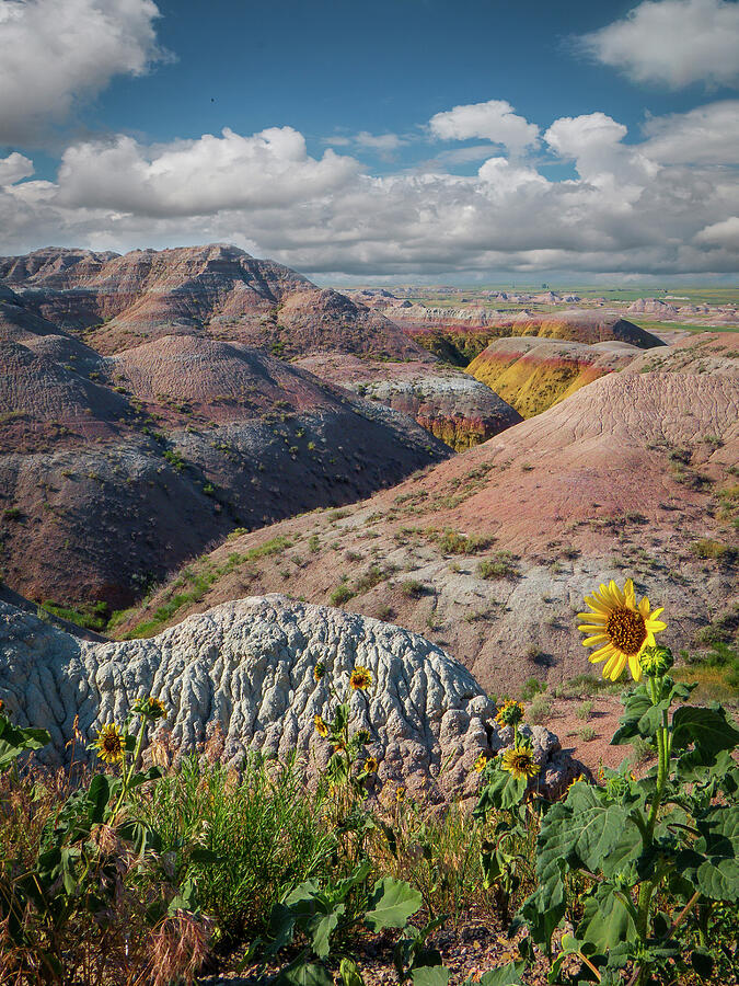 Badlands Sunflower - Vertical Photograph by Patti Deters