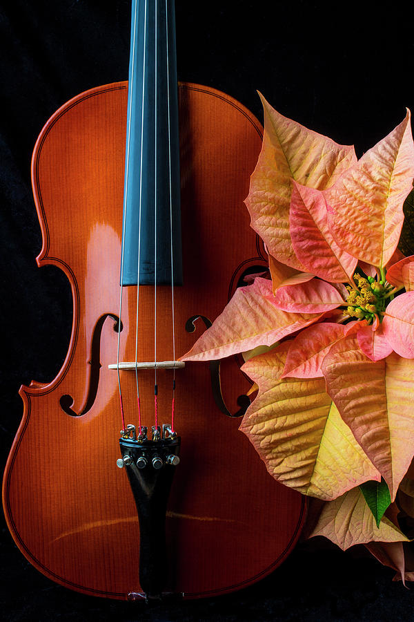 Baeutiful Violin And Poinsettia Photograph by Garry Gay