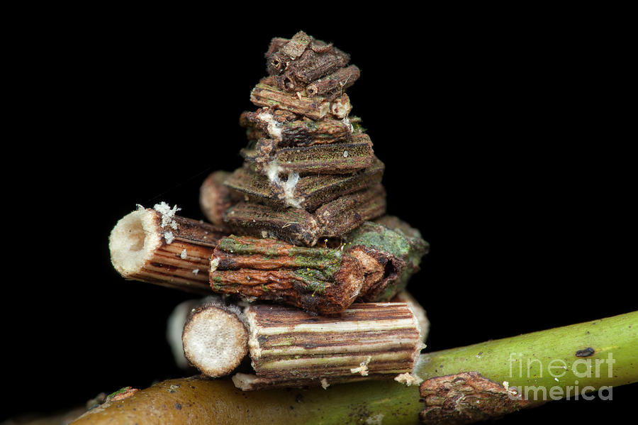 Bagworm Moth Larva Case Photograph by Melvyn Yeo/science Photo Library