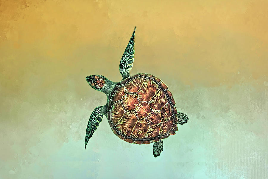 Bahama Sea Turtle 2 by Donna Kennedy Bahama Sea Turtle 2 by Donna Kennedy