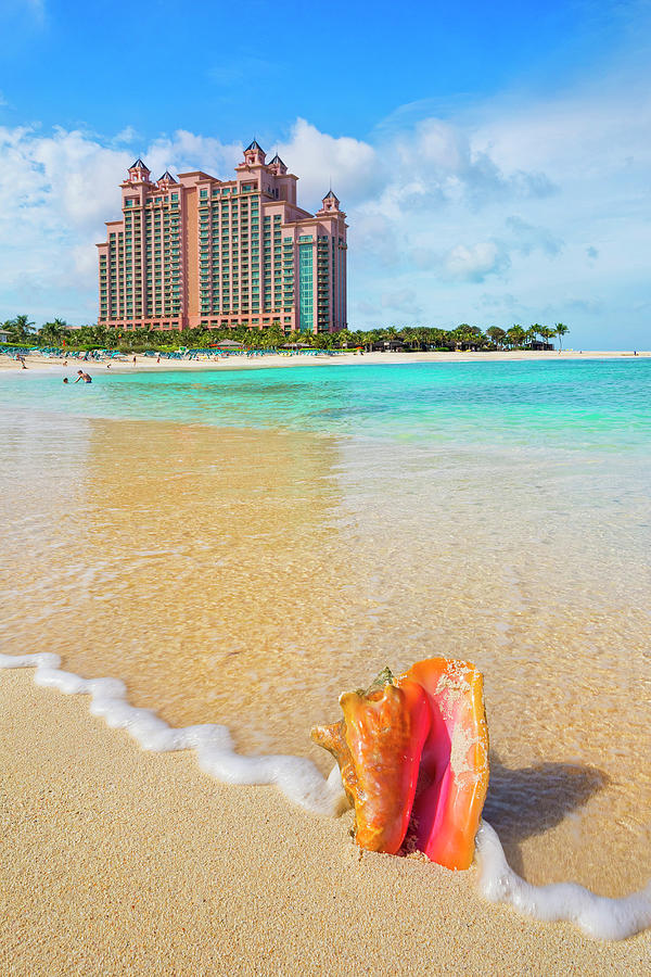 Bahamas, Paradise Island, Caribbean Sea, Atlantic Ocean, Caribbean, Queen Conch Shell On The Cove Beach Of The Atlantis Resort Digital Art by Pietro Canali