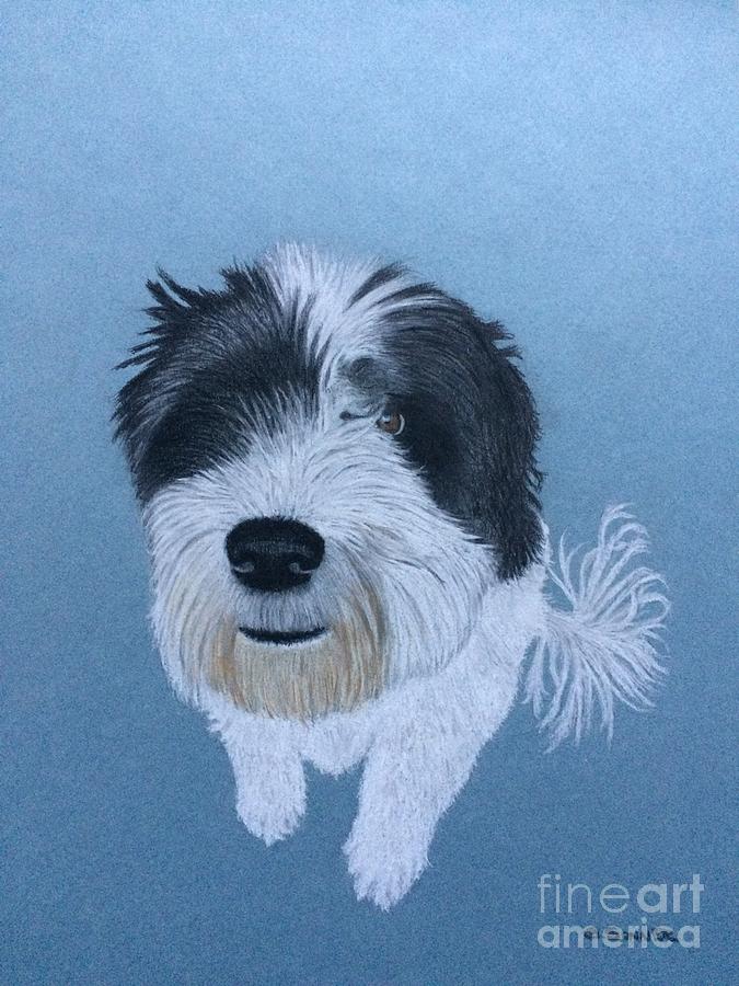 Bailey Drawing by George Sonner