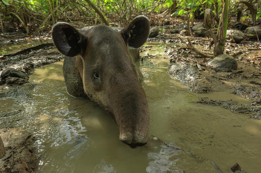 Baird's Tapir In Mud Wallow, Corcovado National Park, Costa Rica ...