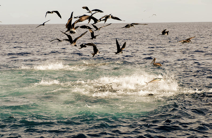 Baitball with Tuna and seabirds feeding Photograph by David Shuler