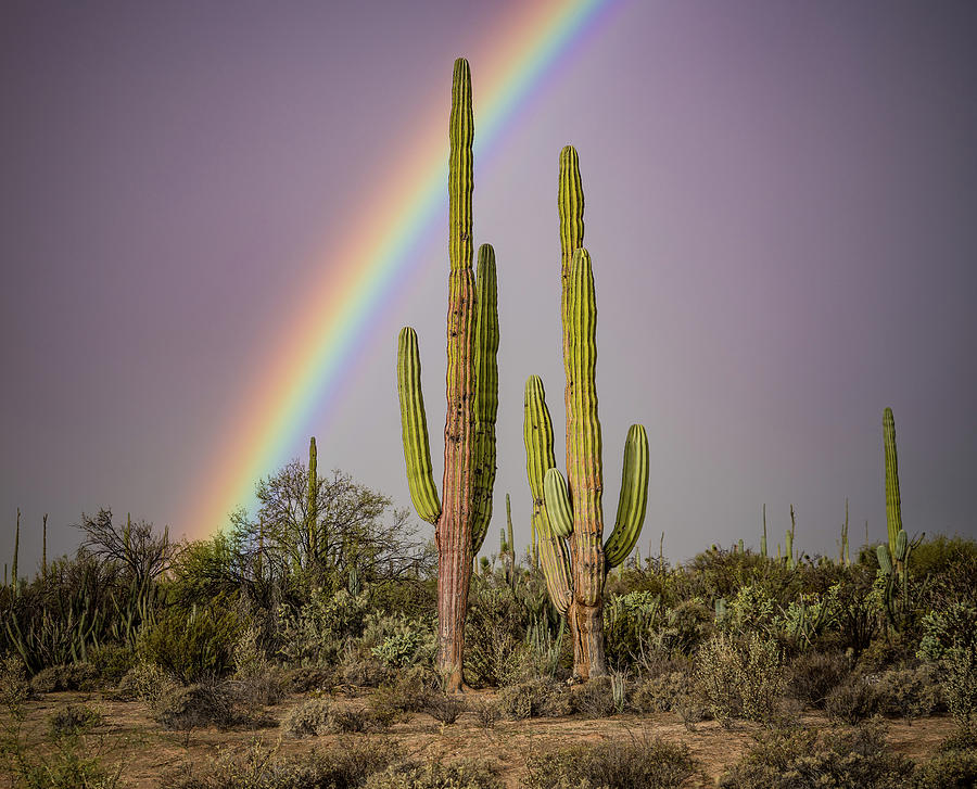 Landscape Digital Art - Baja Rainbow by Annie Omens
