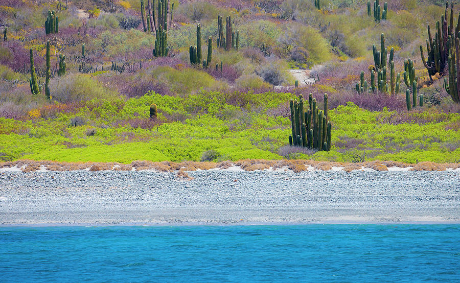 Beach Photograph - Baja, Sea Of Cortez, Unesco Site by Janet Muir