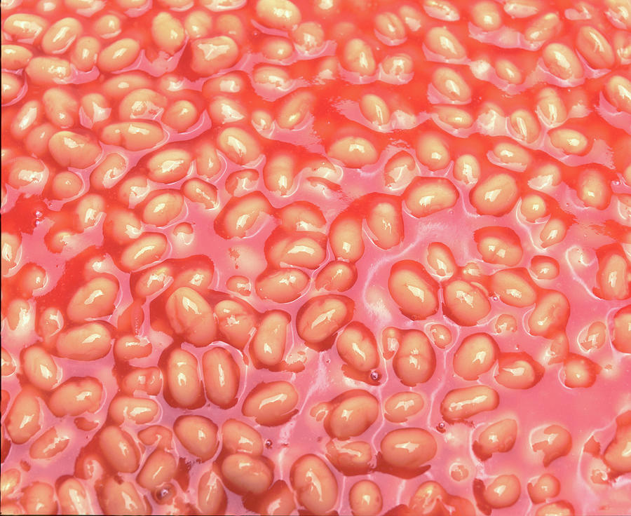 Baked beans Photograph by Seeables Visual Arts