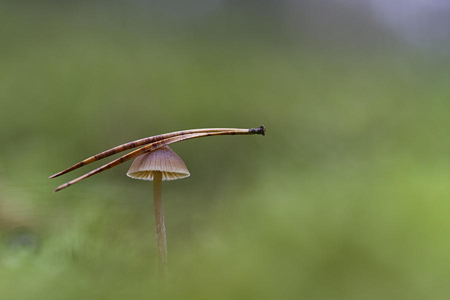 Mushroom Photograph - Balance by Carola Onkamo