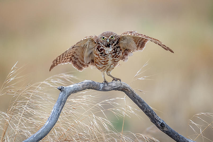 Owl Photograph - Balance by David H Yang