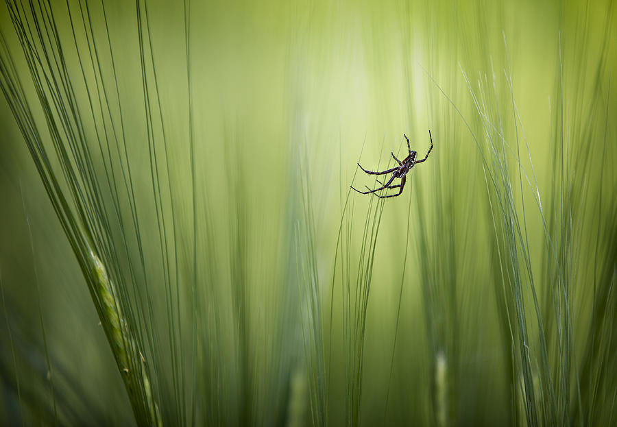Spider Photograph - Balance by Dirk Eidner