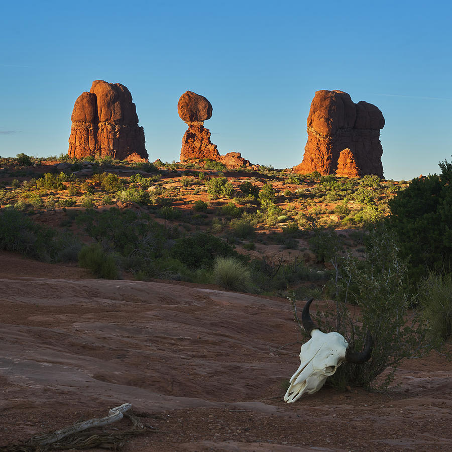 Balanced Rock and Bison Skull, Arches National Park, Southwest A Photograph by TL Mair