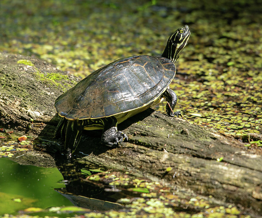 Sunbathing Turtle Photograph by Greg Thiemeyer - Fine Art America