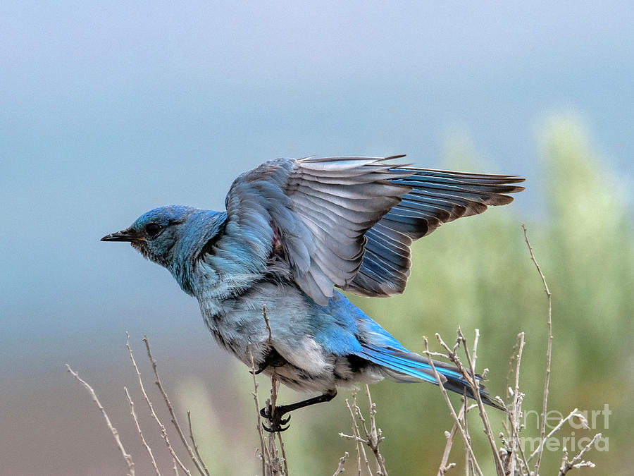 Bluebird Photograph - Balancing Act by Michael Dawson
