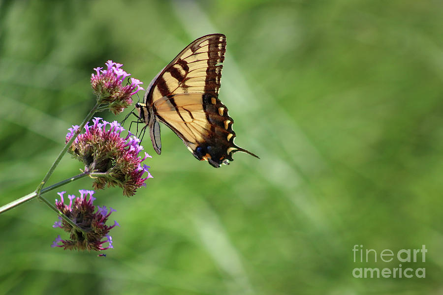 Balancing Butterfly Photograph by Karen Adams