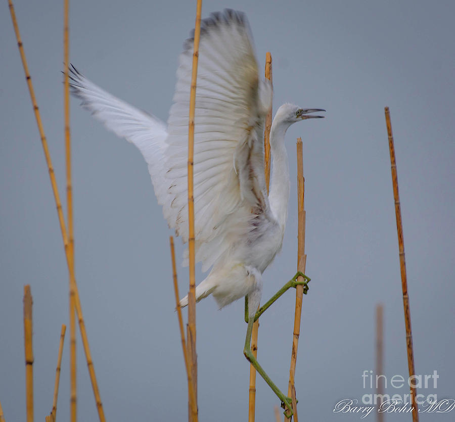 Balancing egret Photograph by Barry Bohn