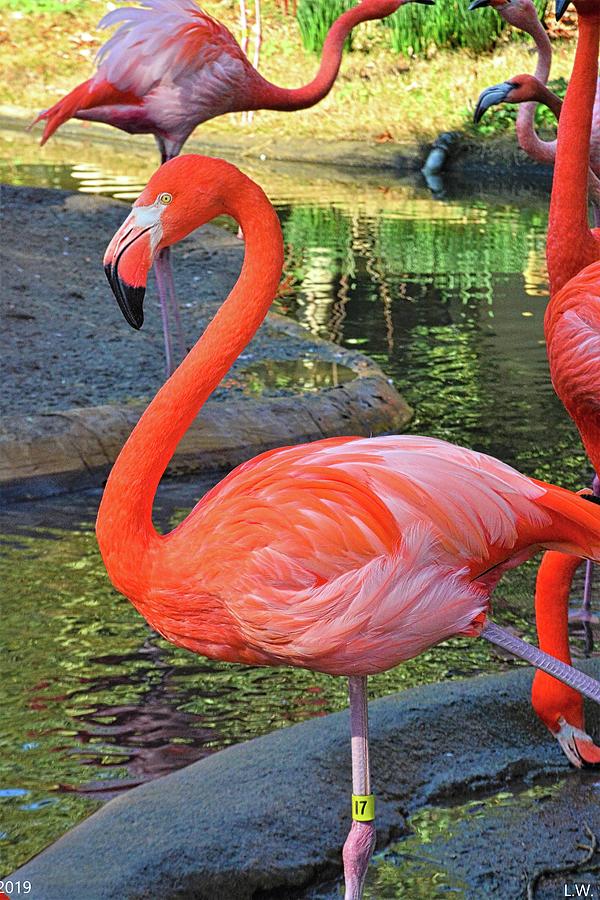 Balancing Flamingo Photograph by Lisa Wooten