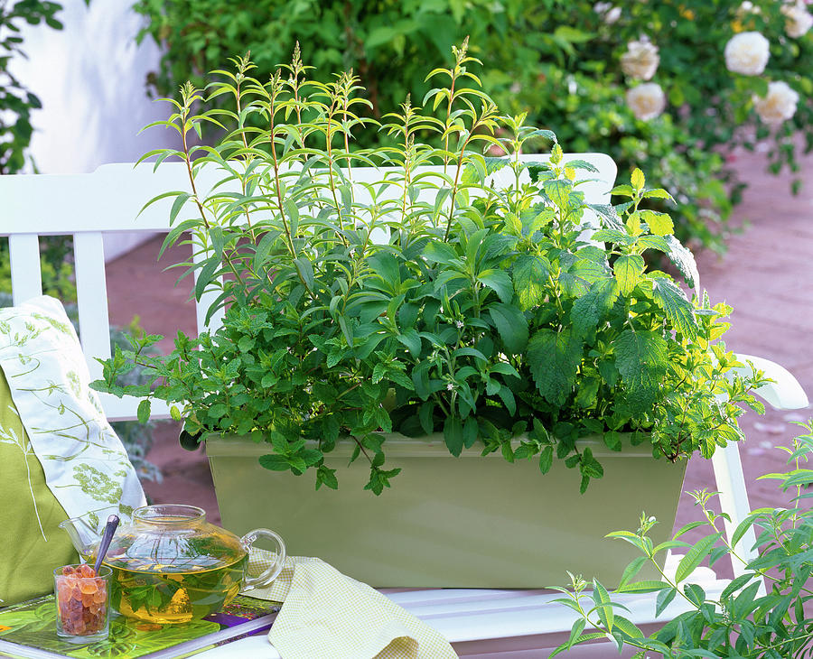 Balcony Box With Tea Herbs Photograph by Friedrich Strauss