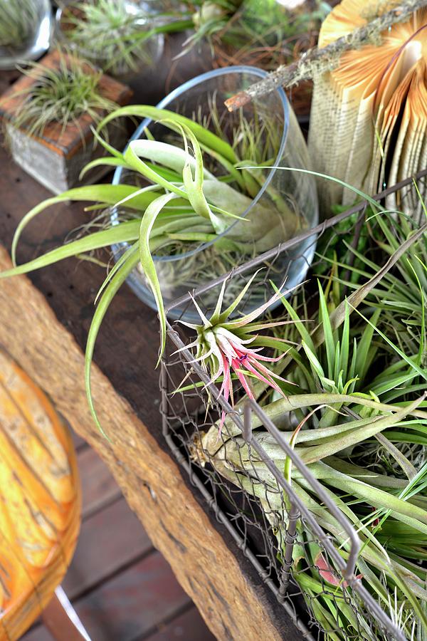 Balcony Garden Of Air Plants In Various Vessels Photograph by Great Stock!