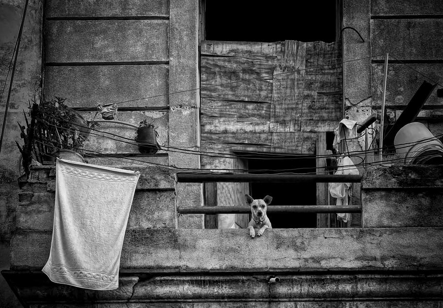 Animal Photograph - Balcony by Roxana Labagnara