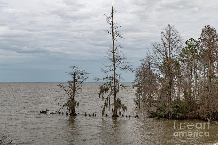 Bald Cypress - Lake Moultrie South Carolina Photograph by Dale Powell