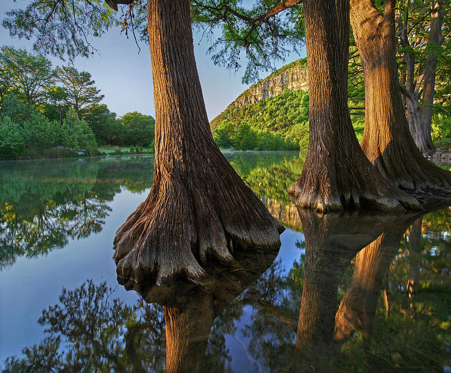 Bald Cypress Trees In River, Frio River, Garner State Park, Texas Photograph by Tim Fitzharris