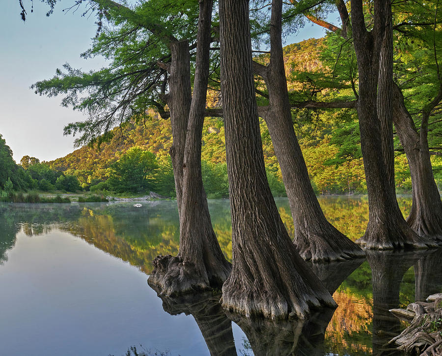 Nature Photograph - Bald Cypress Trees In River, Frio River, Old Baldy Mountain, Garner State Park, Texas by Tim Fitzharris